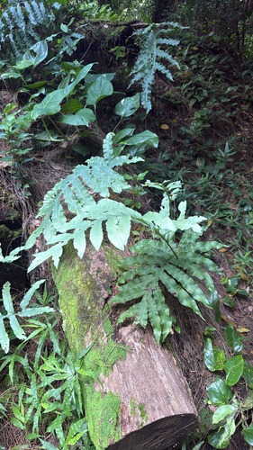 Phlebodium aureum, 2026-09-23