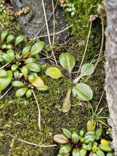Plantago raoulii, photograph 1
