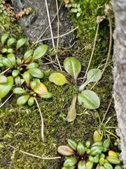 Plantago raoulii