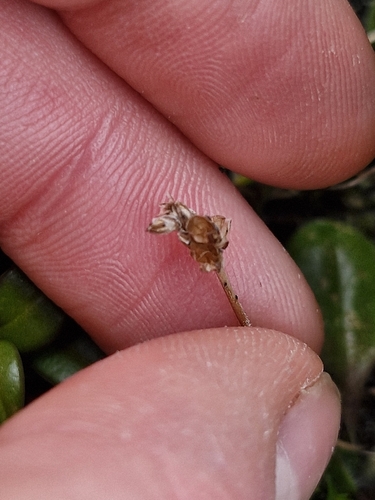 Plantago raoulii, photograph 2