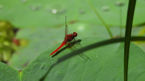 Rufous Marsh Glider