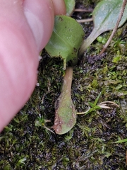 Plantago raoulii, photograph (c) Irisa Hudson, some rights reserved (CC BY)