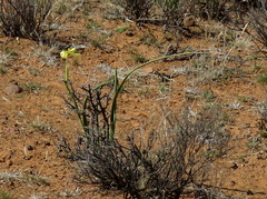 Moraea spathulata