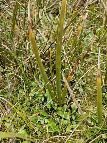 Libertia peregrinans