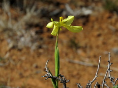 Moraea spathulata