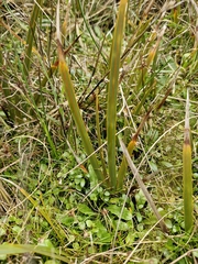 Libertia peregrinans, photograph (c) Irisa Hudson, some rights reserved (CC BY)