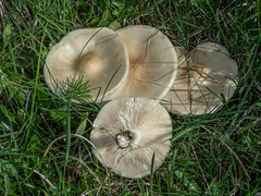 Melanoleuca strictipes