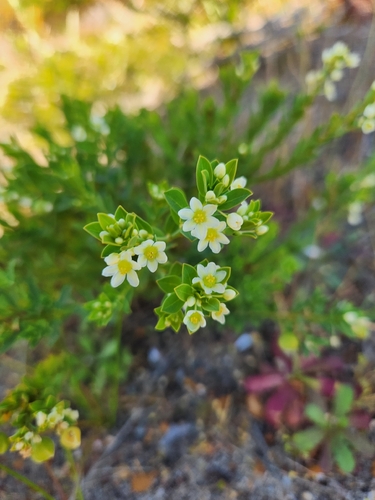False Boronia