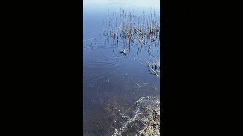 American Coot