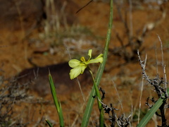Moraea spathulata