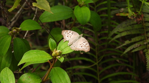 Grey Pansy