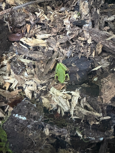 Pacific chorus frog