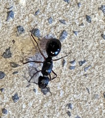Formicidae