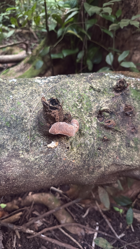 Auricularia, 2026-09-23