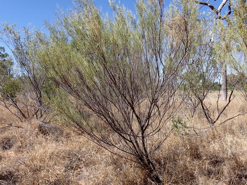 Acacia tenuissima, 2026-09-06