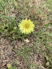Pyrrhopappus grandiflorus