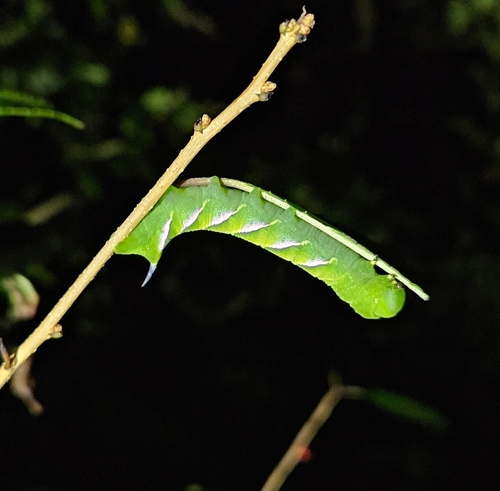 Pawpaw Sphinx