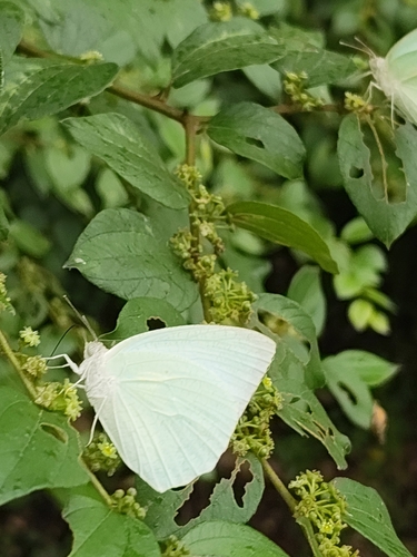 Mottled Emigrant