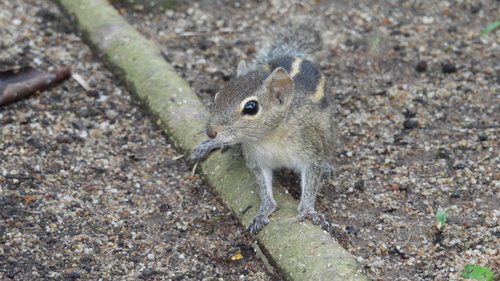 Three-striped Palm Squirrel