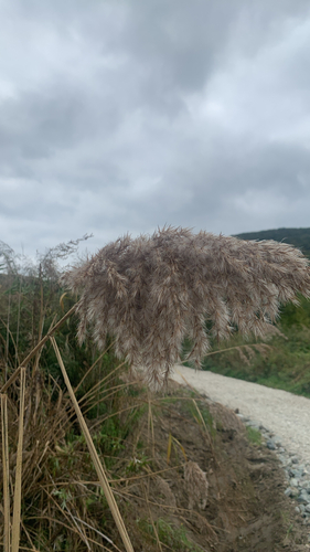common reed