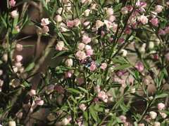 Eriostemon australasius