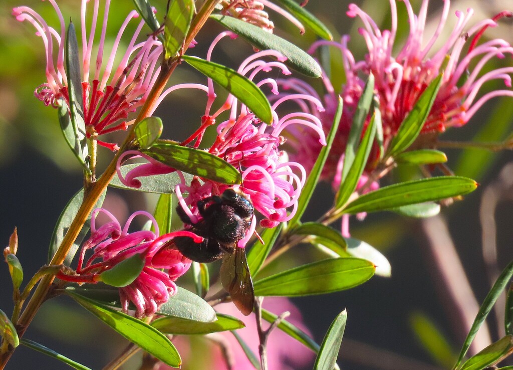 Grevillea sericea; photograph (c) ian_mcallan, some rights reserved (CC BY)