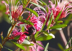Grevillea sericea