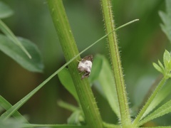 Notocelia cynosbatella