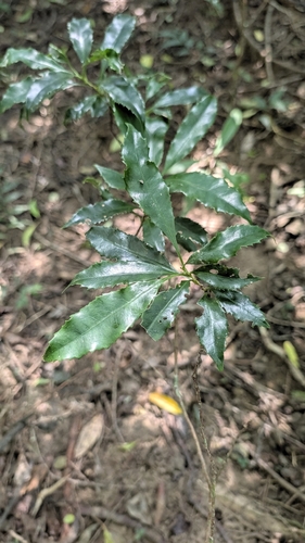 Helicia cochinchinensis, photograph 1