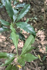 Helicia cochinchinensis, photograph (c) 許文俊, some rights reserved (CC BY-SA)