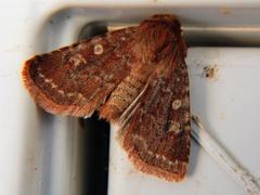 Cerastis tenebrifera