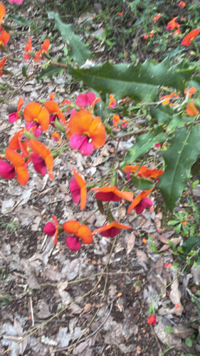 Heart-leaf Flame Pea