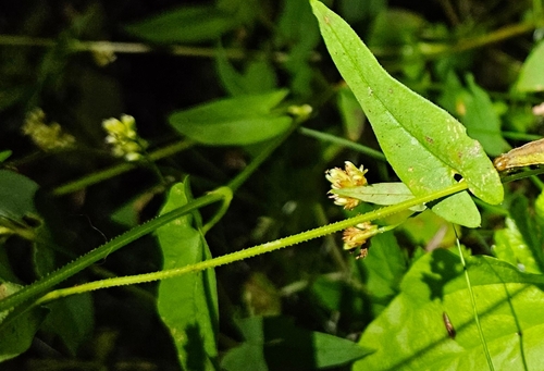 arrow-leaved tearthumb