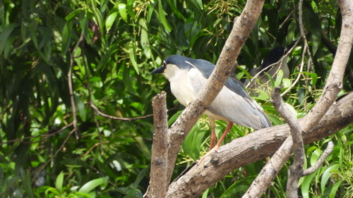 Eurasian Black-crowned Night-Heron