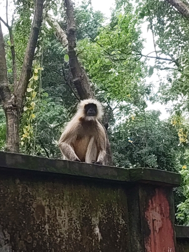 Bengal Sacred Langur