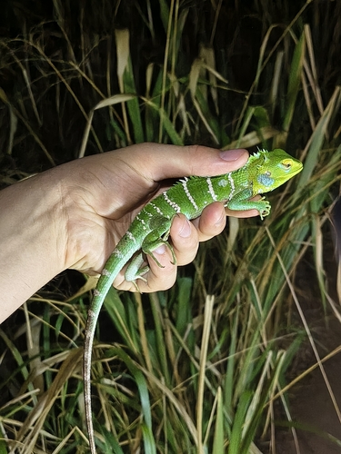Common Green Forest Lizard