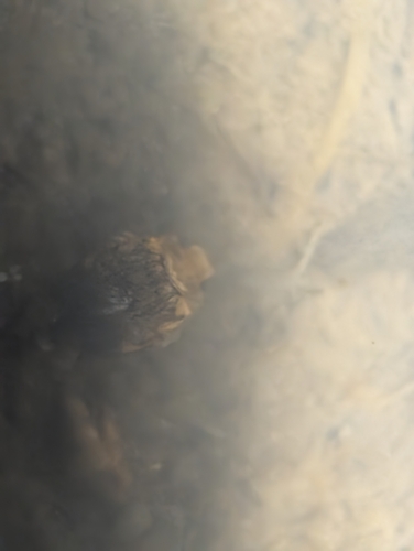 Laccophilus fasciatus