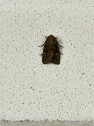 Brindled Ochre