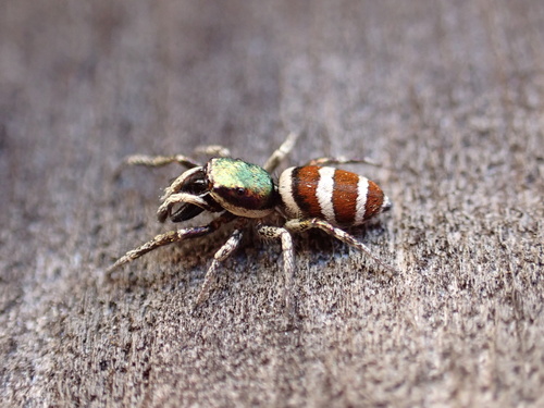 Salticus palpalis