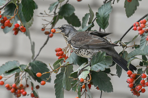 Fieldfare