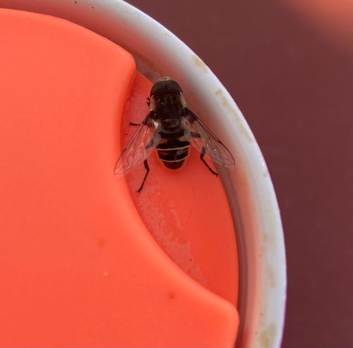 Black-shouldered Drone Fly