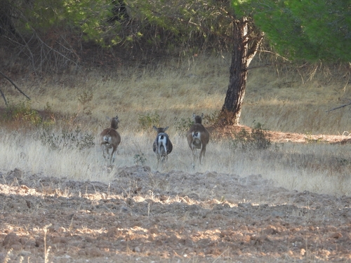 European Mouflon