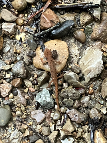 Eastern Newt