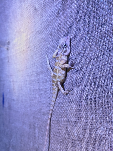 Indian Garden Lizard