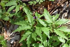Cardamine glanduligera