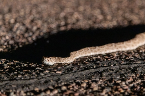 Western Diamond-backed Rattlesnake