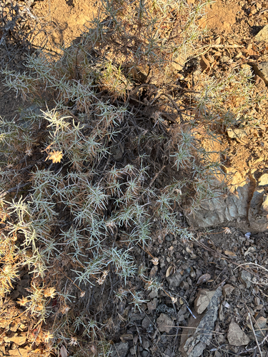 Ericameria linearifolia, 2026-09-12