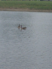 Branta canadensis