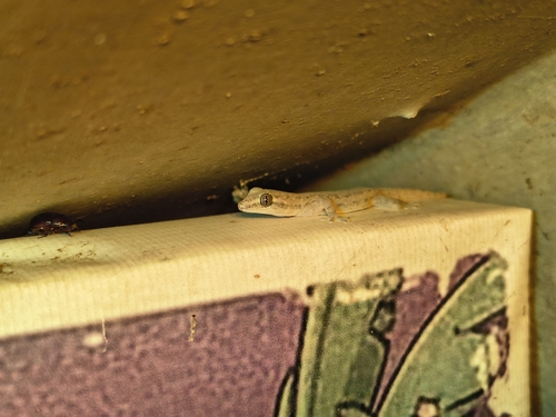 Asian House Gecko