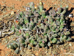Chasmatophyllum